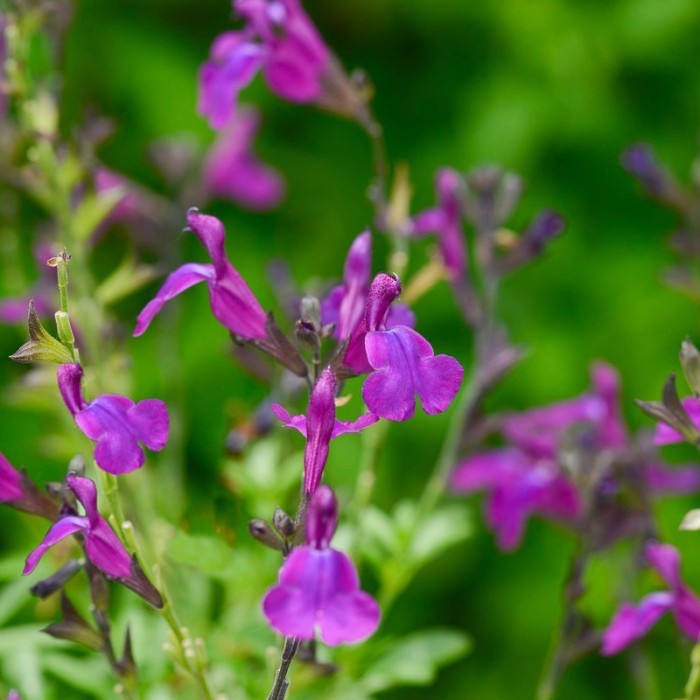 Salvia x greggii "Mirage Deep Purple" C-12 (30/40)