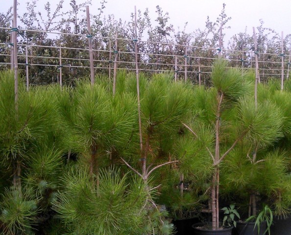 Pino Piñonero (Pinus Pinea) C-25