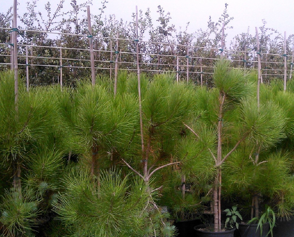 Pino Piñonero (Pinus Pinea) C-25