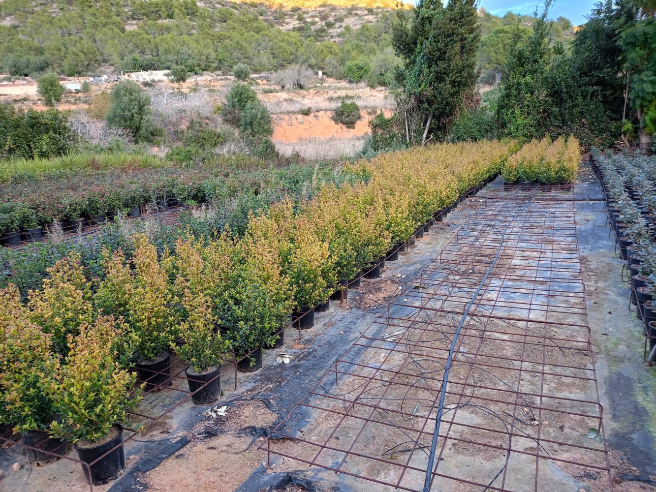 Eugenia - Mirtifolia Newport C-20 (60/80)