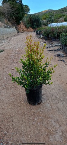 Eugenia - Mirtifolia Newport C-20 (60/80) 2