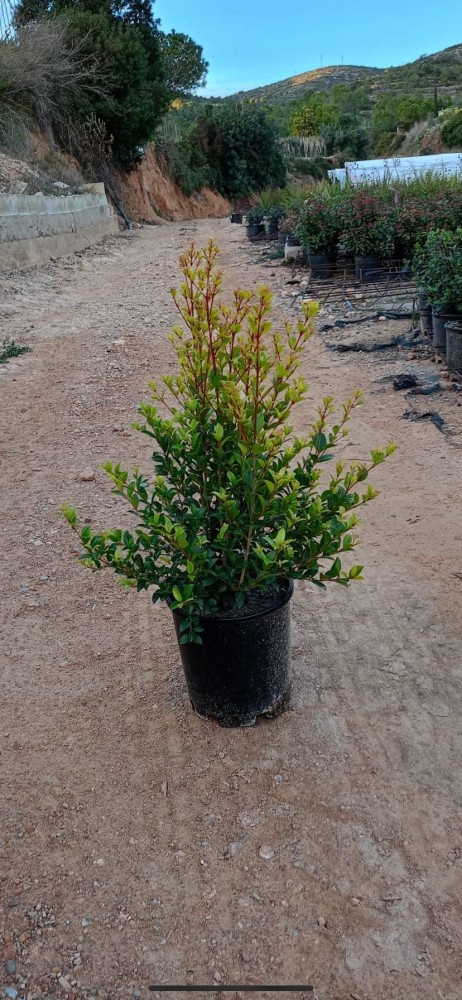 Eugenia - Mirtifolia Newport C-20 (60/80)