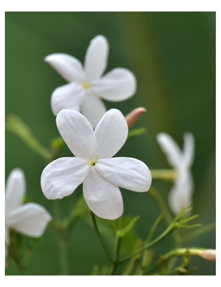 Jazmin - Jasminum Grandiflorum C-17 (60/80)