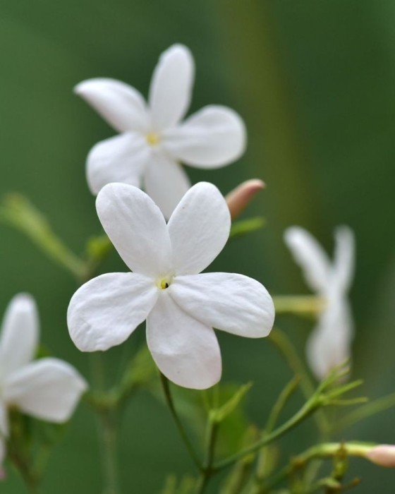 Jazmin - Jasminum Grandiflorum C-17 (60/80)