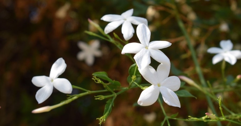 Jazmin - Jasminum Grandiflorum C-17 (60/80) 2