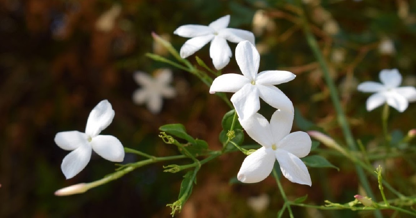 Jazmin - Jasminum Grandiflorum C-17 (60/80)