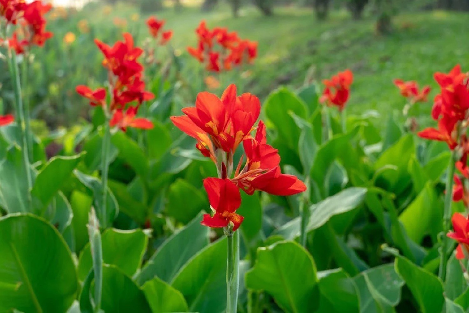 Canna Indica roja C-20