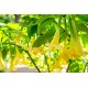 Datura amarilla - Brugmansia suaveolens C-20 (30/50)