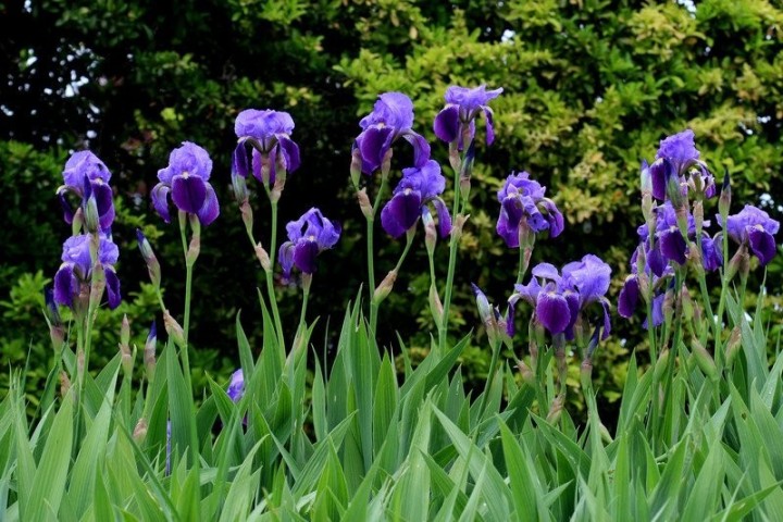 Iris Germanica C-12 2