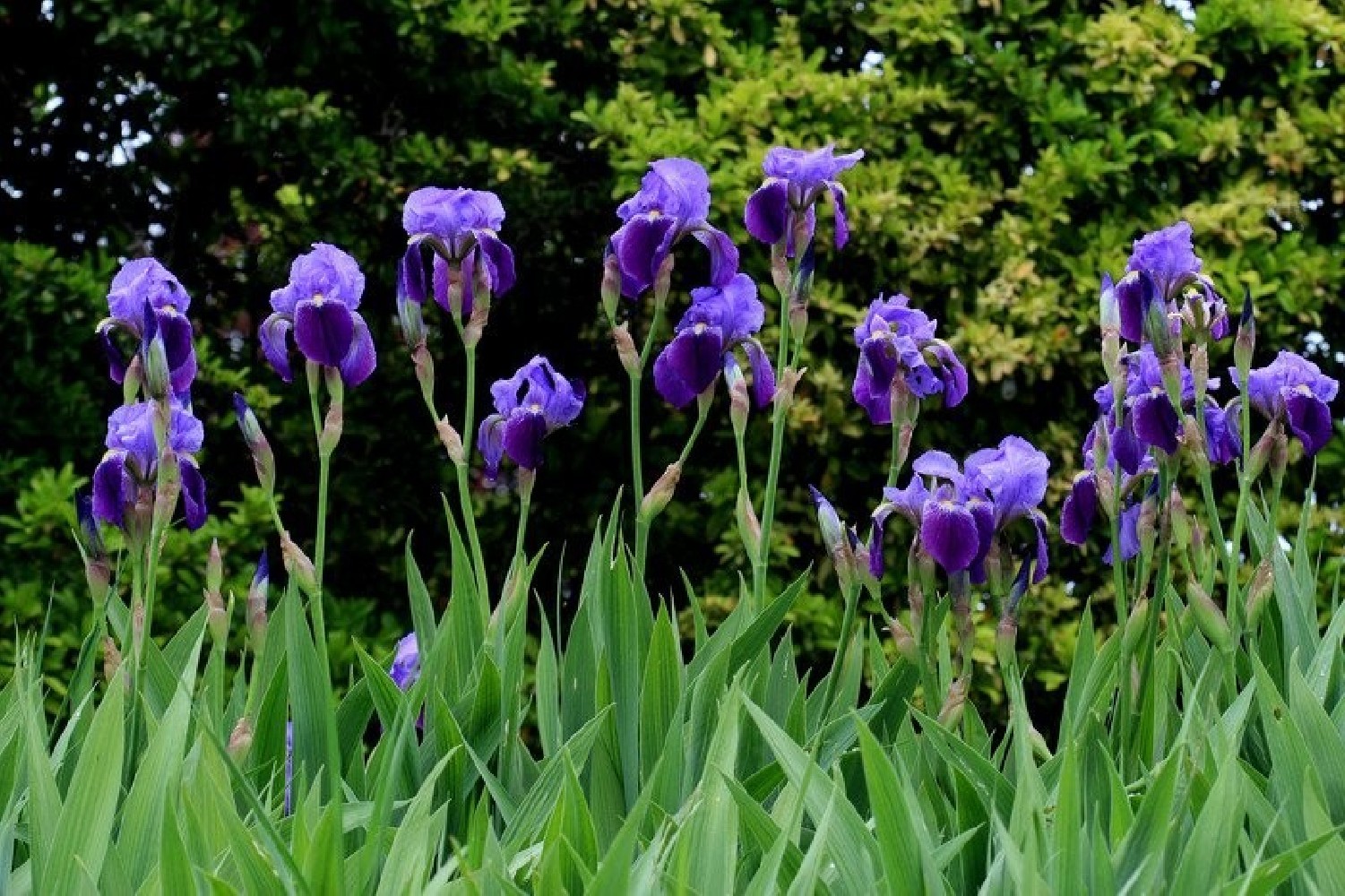 Iris Germanica C-12