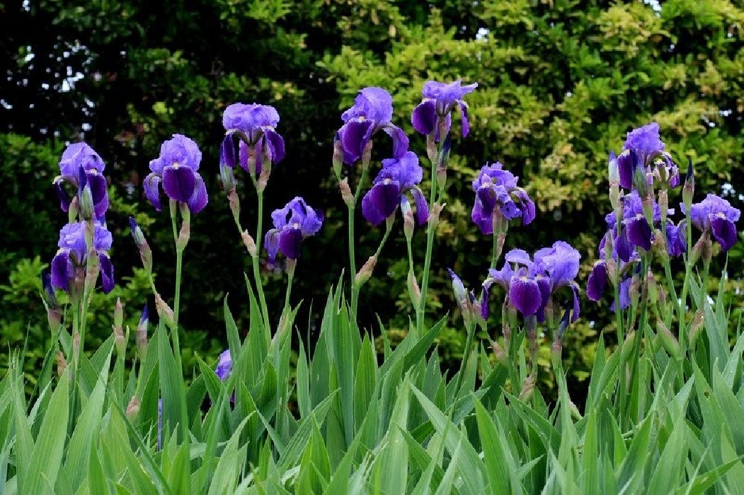 Iris Germanica C-12