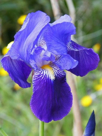 Iris Germanica C-12