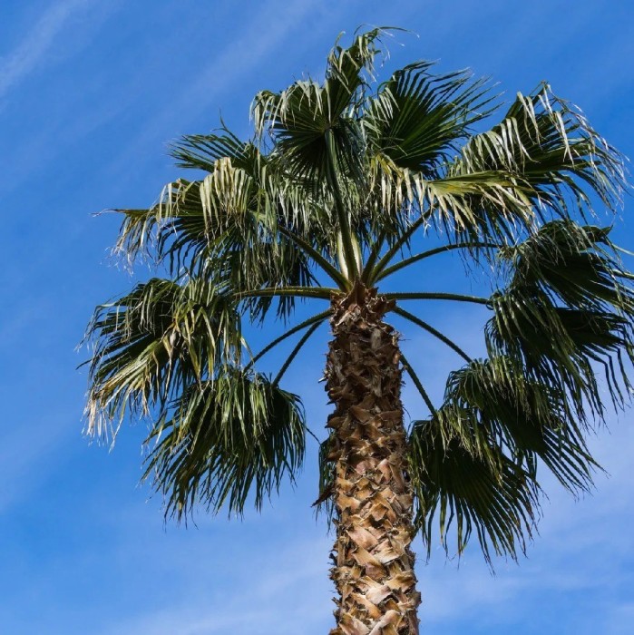 Washingtonia Filifera BF-40