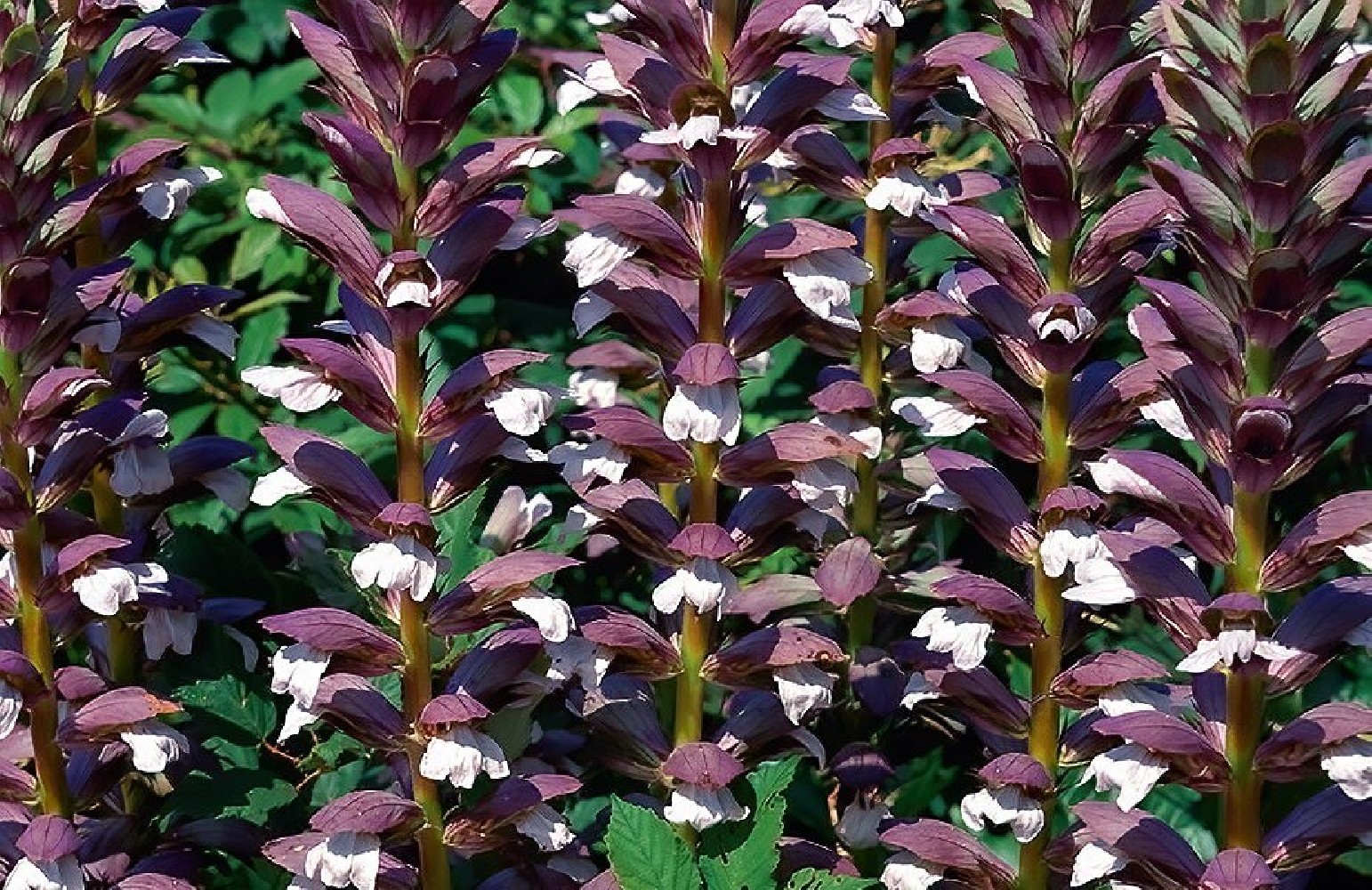 Acanto (Acanthus Mollis) C-17