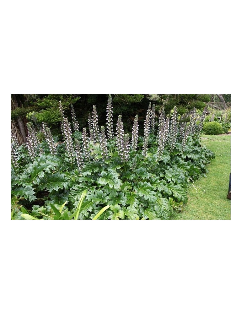 Acanto (Acanthus Mollis) C-17