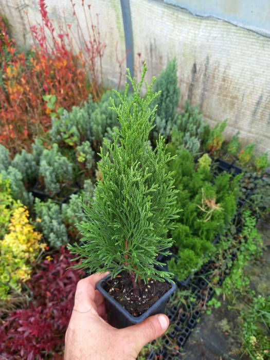 Tuya  - Thuja occidentalis Emeraude BF-40 (30/50)