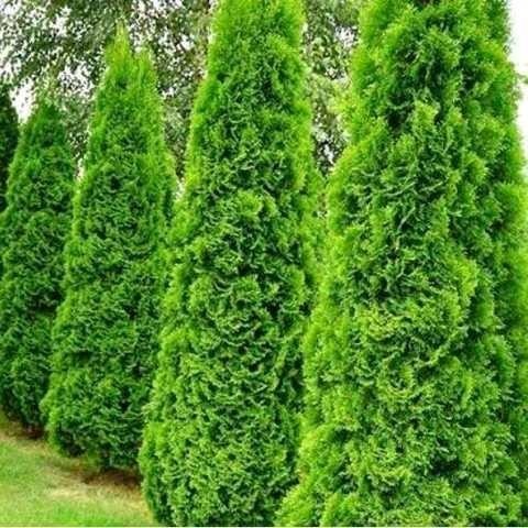 Tuya  - Thuja occidentalis Emeraude BF-40 (30/50) 2