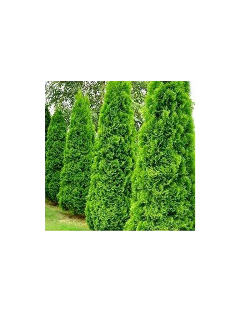 Tuya  - Thuja occidentalis Emeraude BF-40 (30/50)