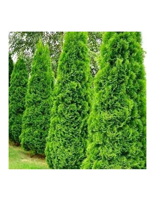 Tuya  - Thuja occidentalis Emeraude BF-40 (30/50)