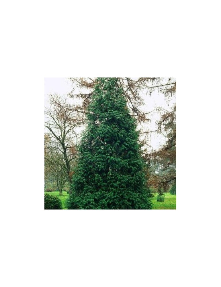 Thuja Plicata BF-40 (30/40)