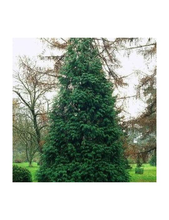 Thuja Plicata BF-40 (30/40)