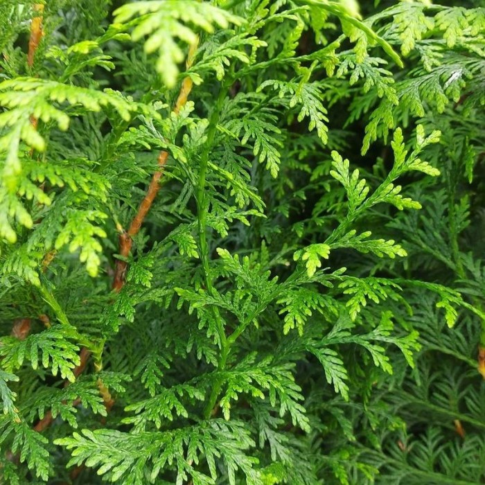 Thuja Plicata BF-40 (30/40)