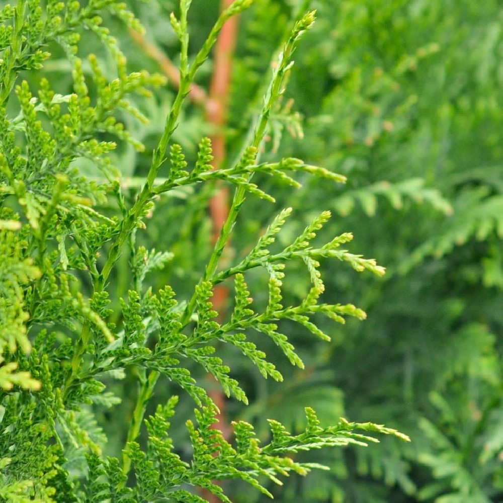 Thuja Plicata BF-40 (30/40)