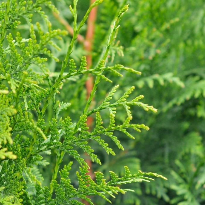 Thuja Plicata BF-40 (30/40)