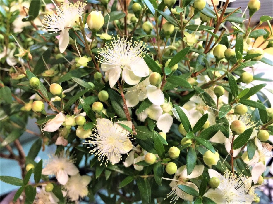 Eugenia - Mirtifolia Newport C-20 (60/80)