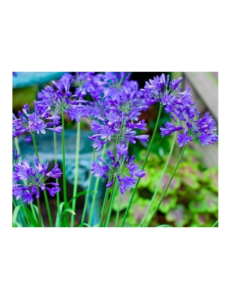 Agapanthus Africanus. Agapanto Azul Bf-40