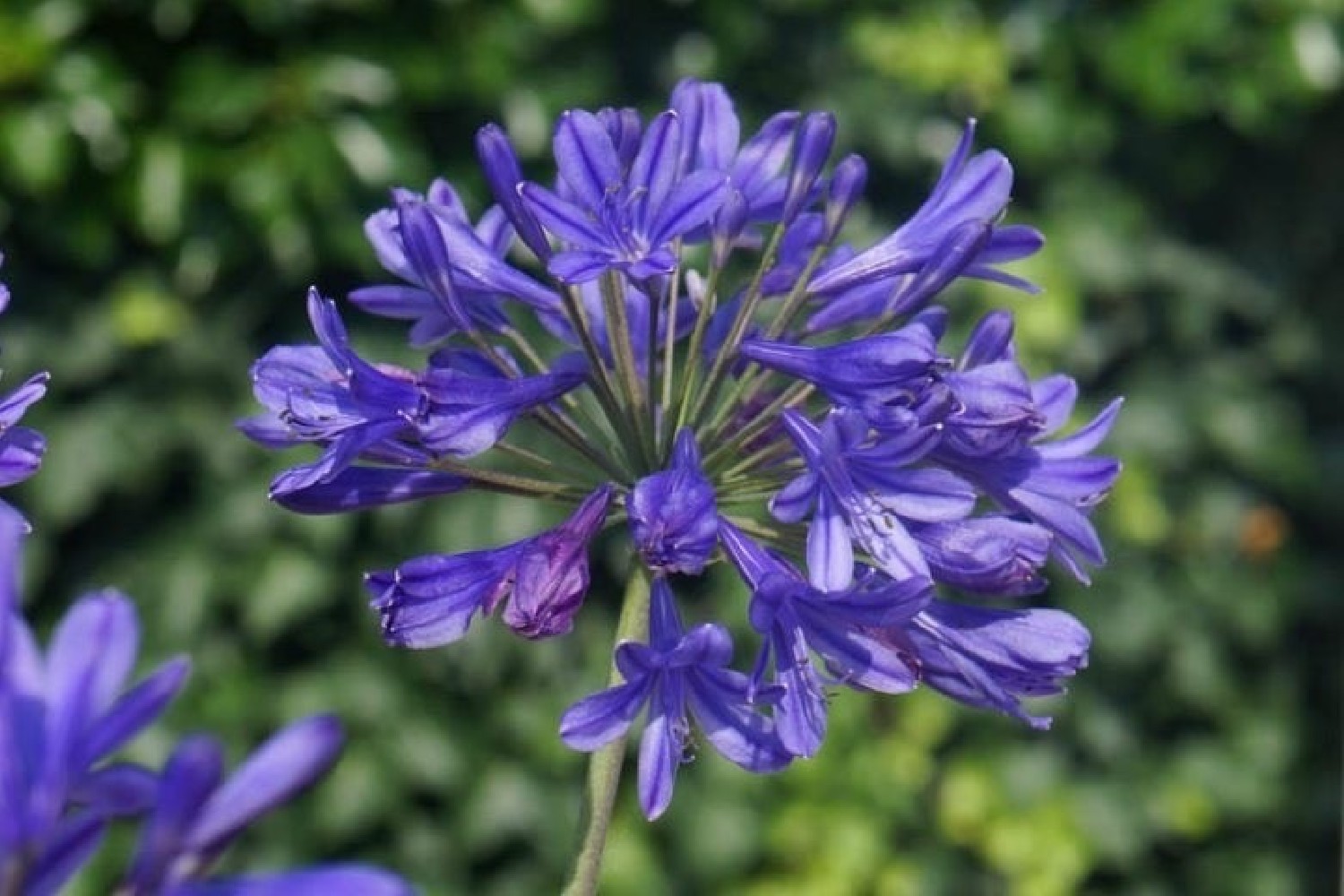 Agapanthus Africanus. Agapanto Azul Bf-40