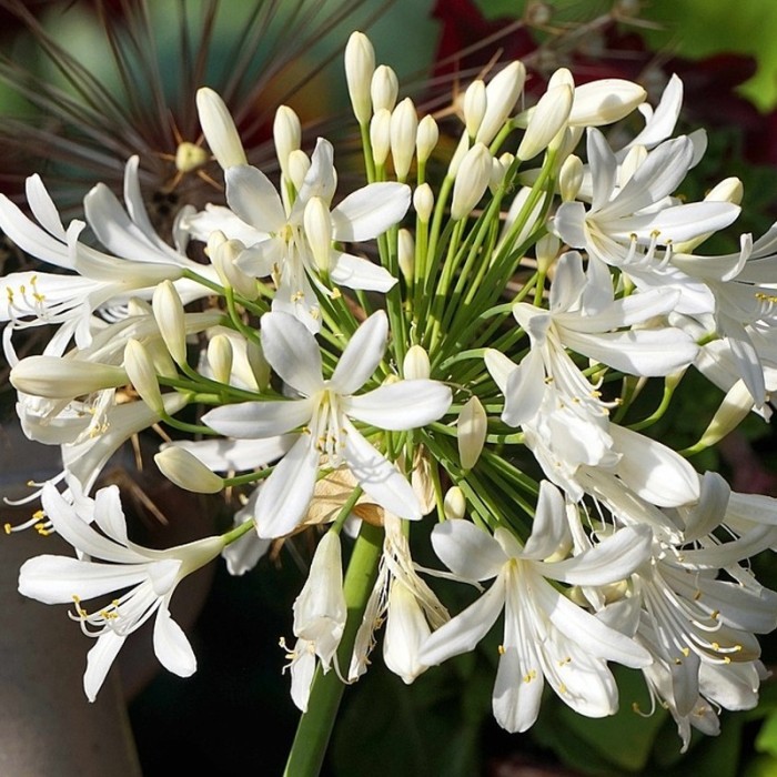 Agapanthus Getty White Blanco Bf-40