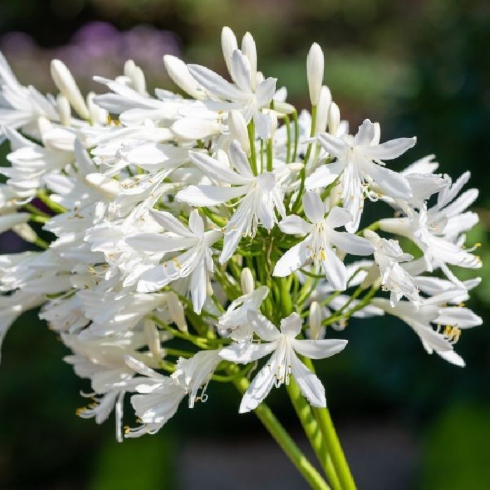 Agapanthus Getty White Blanco Bf-40