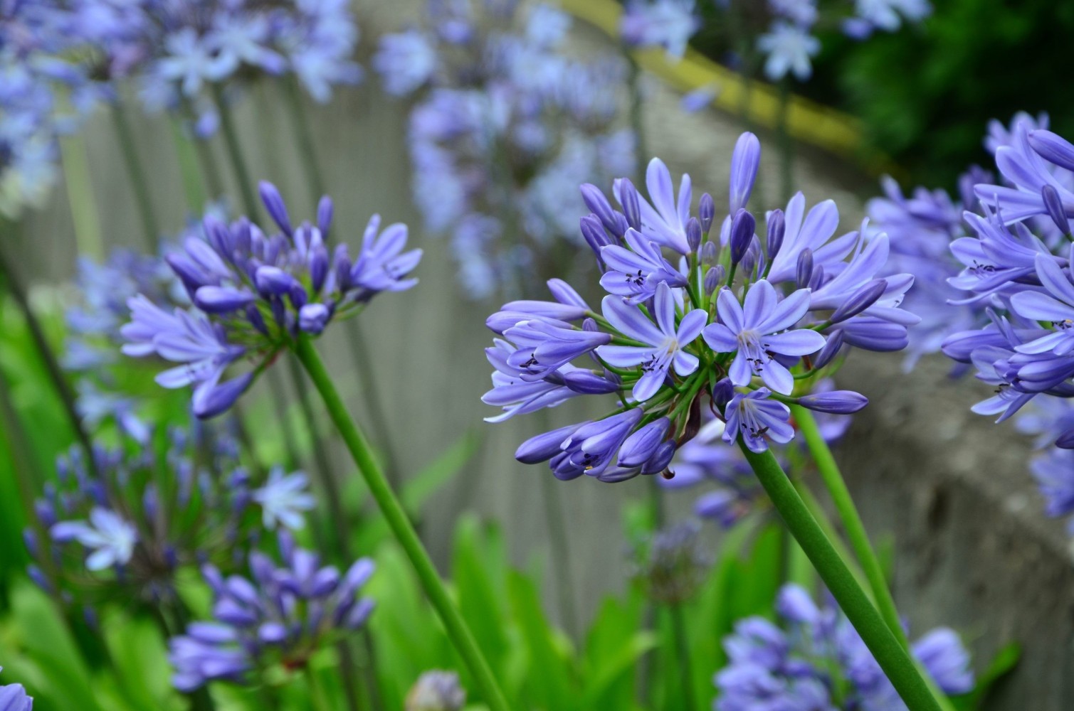 Agapanthus Africanus. Agapanto Azul Bf-40