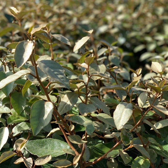 Eleagnus Ebbingei BF-40 (30/50)