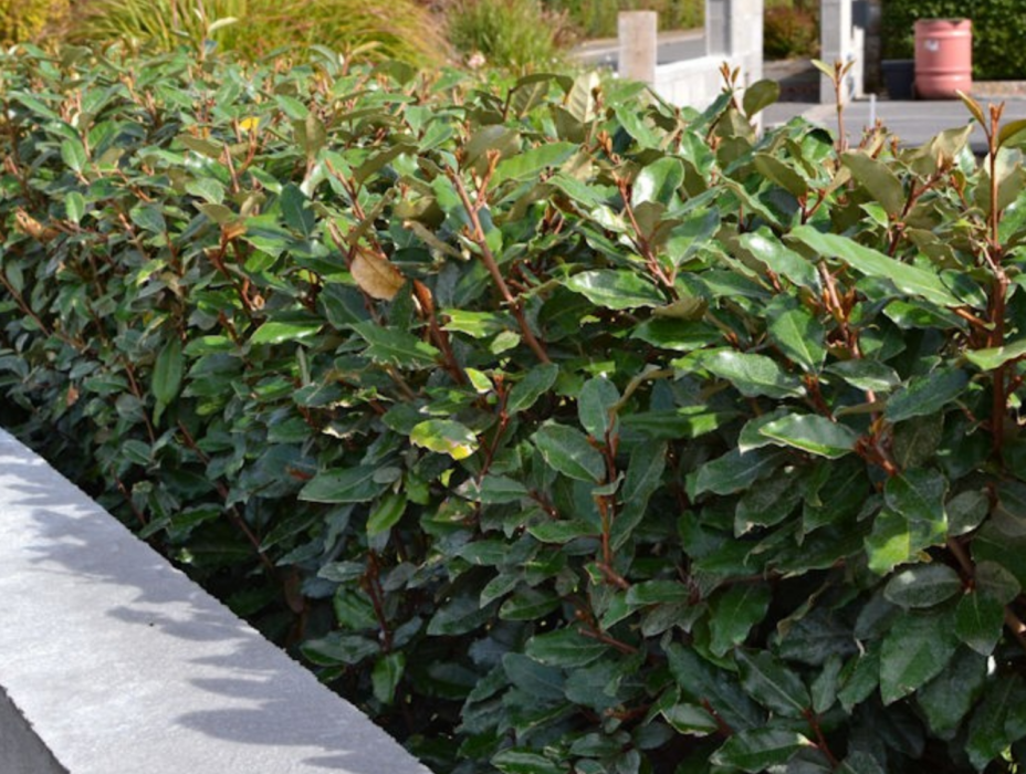 Eleagnus Ebbingei BF-40 (30/50)