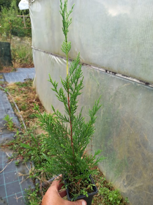 Leylandii 2001 BF-40