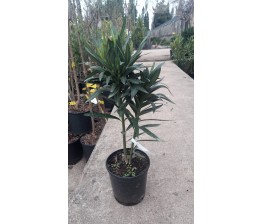Adelfa - Nerium oleander C-17b (60/90)