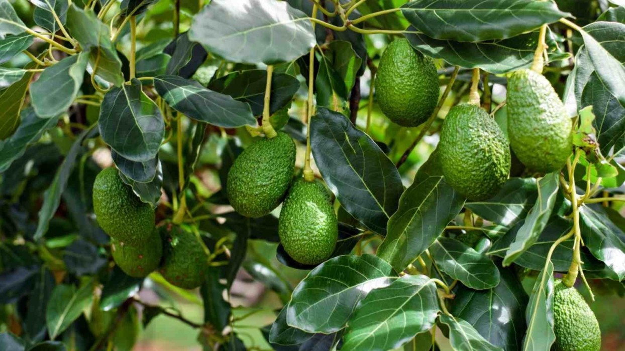 Aguacate C-25