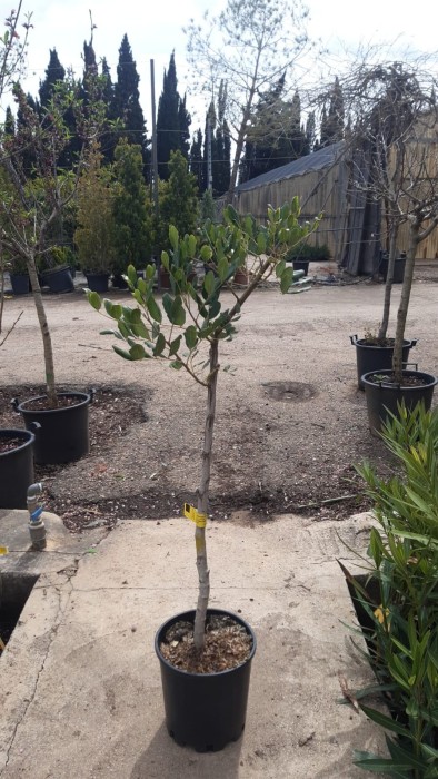 Algarrobo injertado C-25