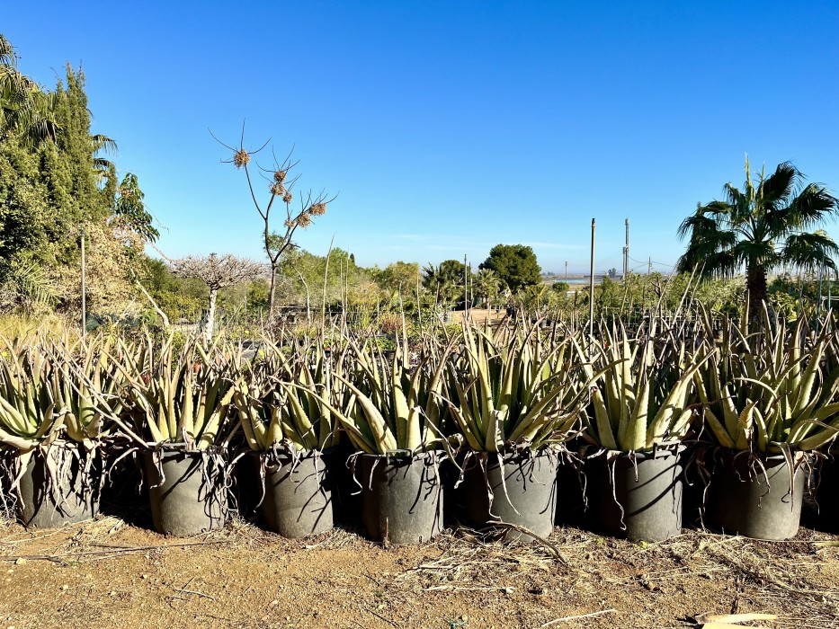 Aloe Vera Rubescens C-30
