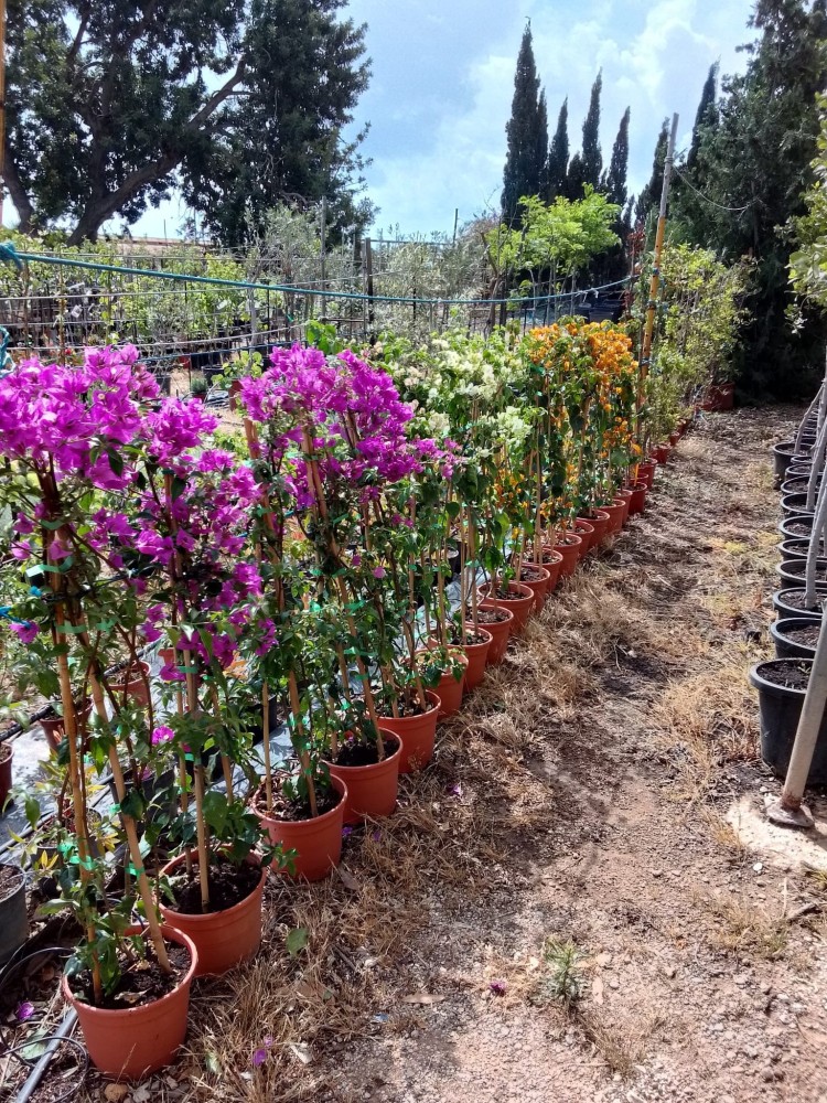 Bougambilia Sanderiana C-20