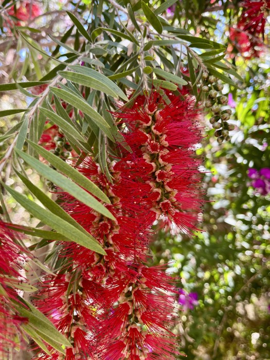 Callistemon Laevis (árbol)