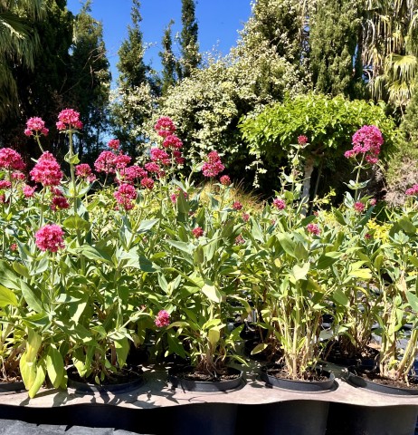 Centrathus Ruber c-17 2