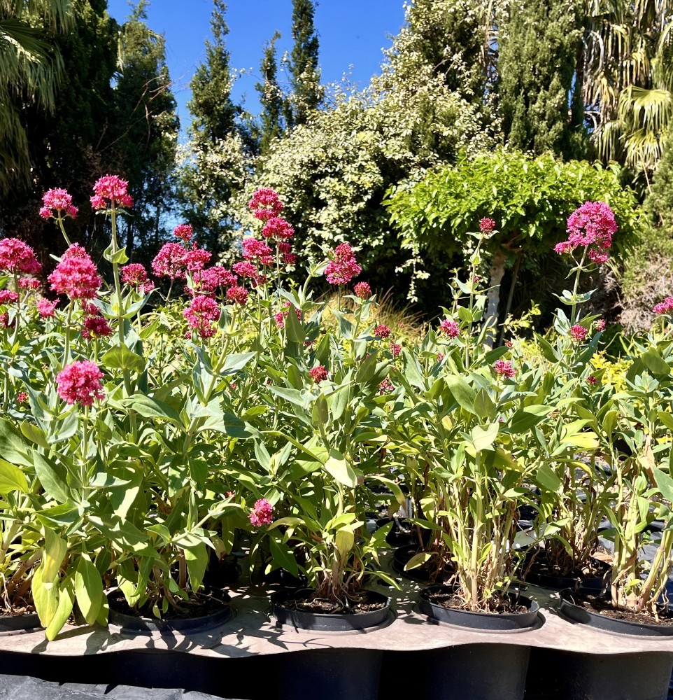 Centrathus Ruber c-17