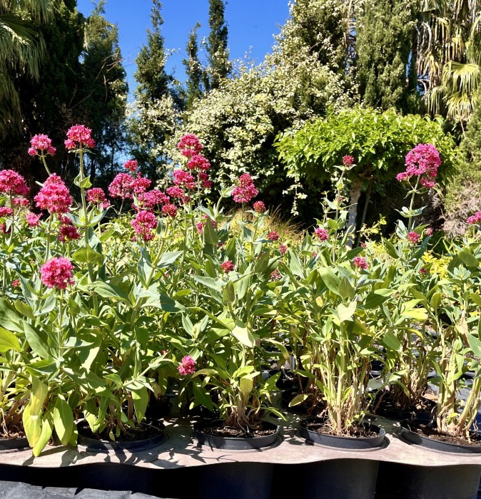 Centrathus Ruber c-17