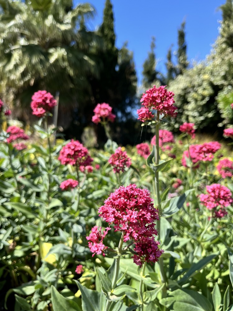 Centrathus Ruber c-17