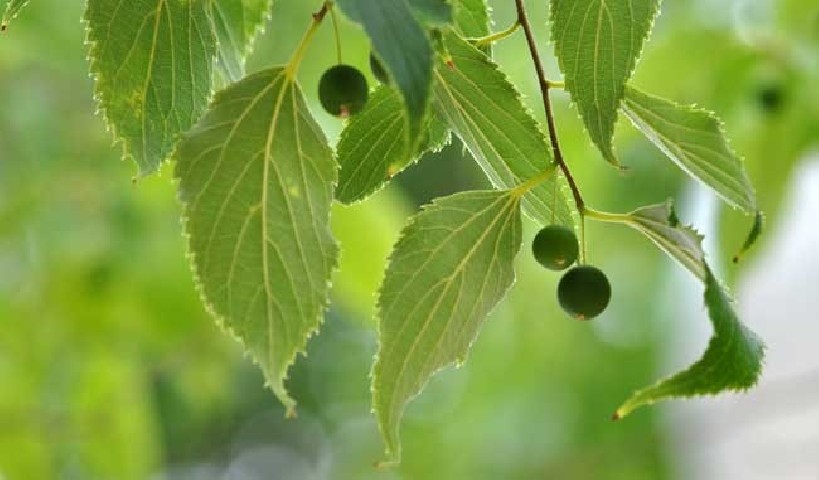 Celtis australis.Almez C-20 2