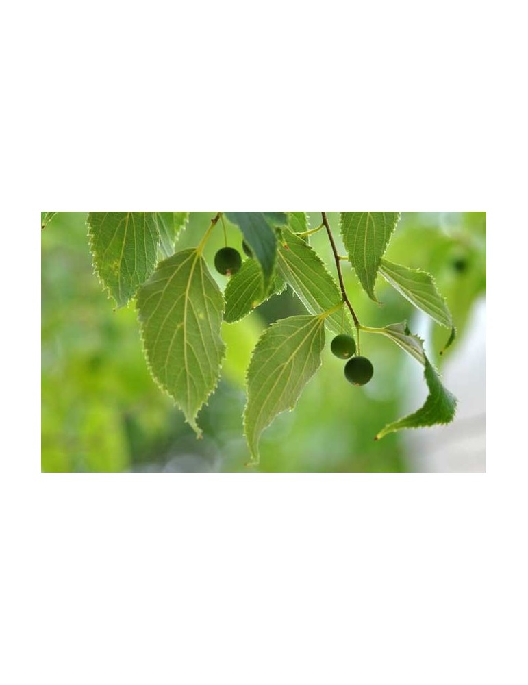 Celtis australis.Almez C-20