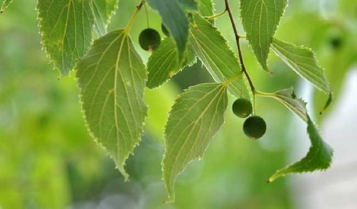 Celtis australis.Almez C-20